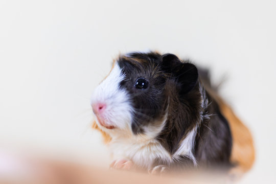 Guinea pig with 3 colors mix - look at camera and sit on a chair in studio white tone