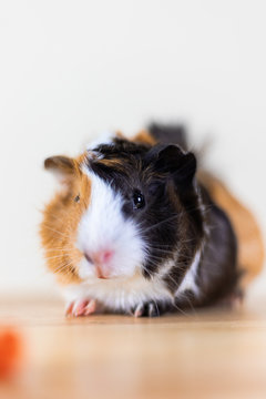 Guinea pig with 3 colors mix - look at camera and sit on a chair with some carrot in studio white tone, vertical