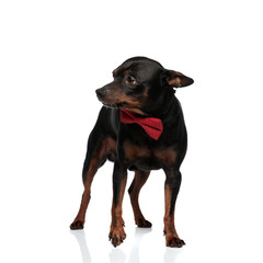 Elegant puppy wearing a red bowtie looking at a side