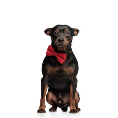 Elegant puppy wearing a red bowtie posing