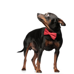 Obraz premium Cute dog wearing a red bowtie looking away