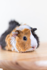Guinea pig with 3 colors mix - look at camera and sit on a chair in studio white tone, vertical