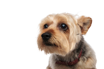 Portrait of a scared Yorkshire Terrier