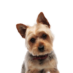 Yorkshire Terrier looking confused to camera