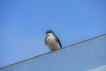 Tree swallow is perching on the roof.