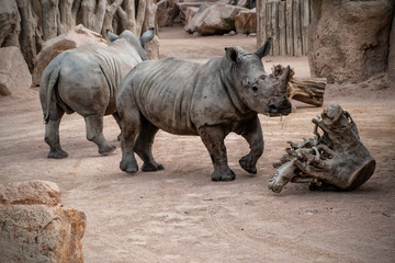 Fototapeta premium Rinoceronte