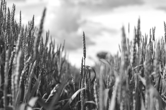 Field of wheat on a tramatic sky. Black & white photo