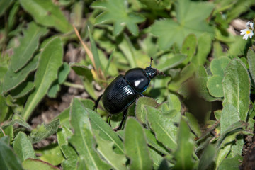 Scarabeo