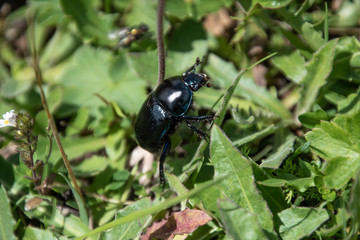 Scarabeo