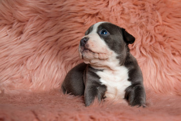 Frightened American Bully puppy sittings while looking to the side