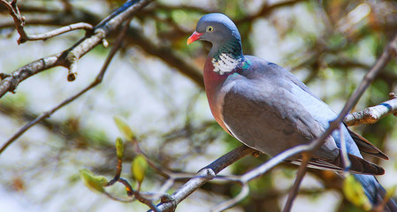 Fototapeta premium bird on a branch pigeon