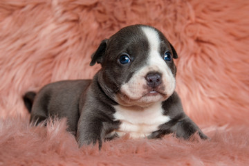 Lovely American Bully puppy sitting while looking forward