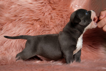 Cute American Bully puppy standing sideways trying to bite