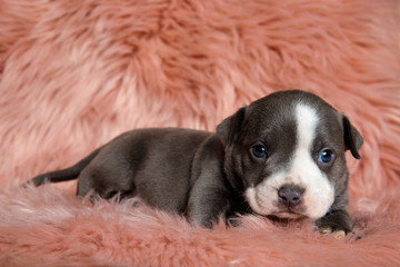 Obraz premium Cute American Bully puppy sitting while looking forward