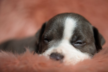 Tired Amstaff puppy trying not to fall asleep