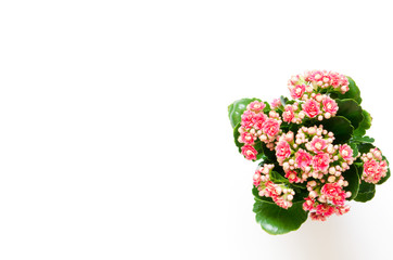 A Kalanchoe flowering plant with small light pink flowers on white background. Copy space, top view. - Image