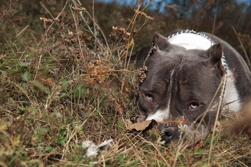 Tired Amstaff giving a sleepy look