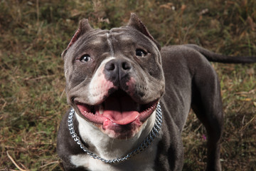Adorable American Bully looking to the camera while panting
