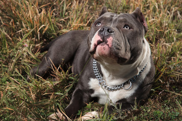 Curious American Bully looking up with puppy eyes