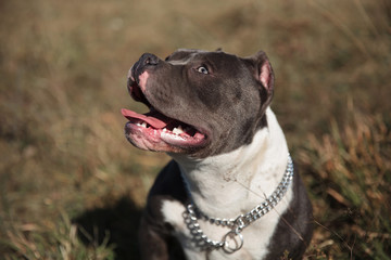 Mystified American Bully curiously looking upwards and panting