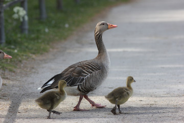 Naklejka na ściany i meble Goose mother with two goslings crossing a path.