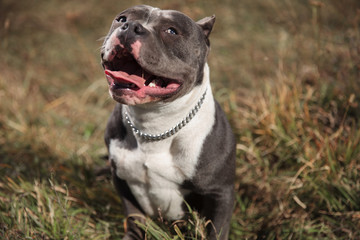 Jolly American Bully being happy and playful while panting
