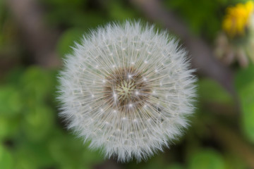 Tarassaco Soffione