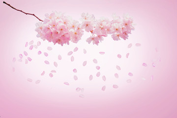 rosa Blütenzweig mit fallenden Blättern auf rosa hintergrund
