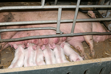 Extreme closeup of suckling piglets at iindustrial animal farm