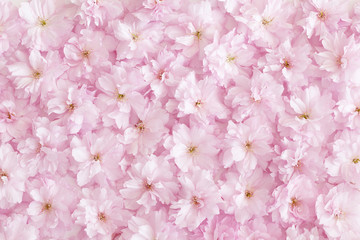 Sakura Blüten Hintergrund, draufsicht