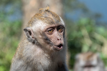 Affe in freier Wildbahn 