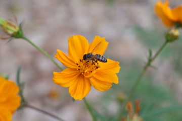 bee on orange flower