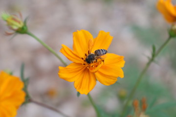 bee on flower
