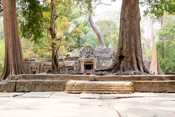Fototapeta na wymiar Angkor / アンコール遺跡群