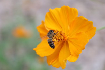 Bee on flower
