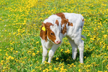 Newborn calf stands in blooming meadow with dandelions