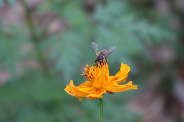 Bee on flower