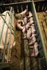 Piglets growing in the barn rural scene