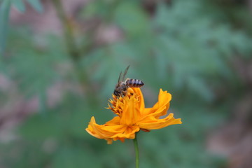 Bee on flower