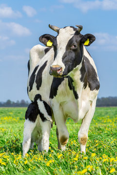 Newborn calf drinks milk from mother cow in meadow