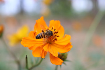 Bee on flower