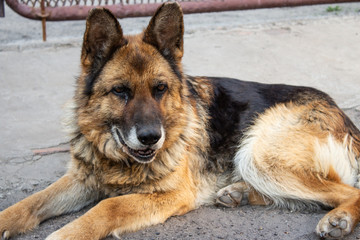 old german shepherd lying in the yard
