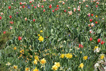 Bright spring flowers bloomed in a botanical garden