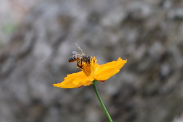 Bee on flower