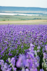 Fototapeta premium Beautiful landscape with violet lavender field and hills