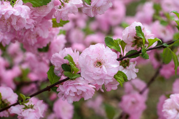 Prunus triloba, pink flowers on trees