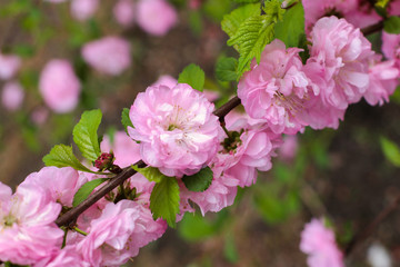 Prunus triloba, pink flowers on trees