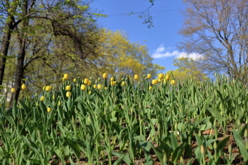Fototapeta premium Bright spring flowers bloomed in a botanical garden