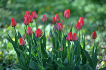 Obraz premium Bright spring flowers bloomed in a botanical garden