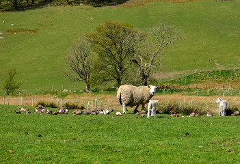 Obraz premium Sheep and lamb newly released for spring. Grisedale pike, Lake District, England, UK -Image